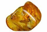 Detailed Fossil Winged Termite (Isoptera) In Baltic Amber #173713-1